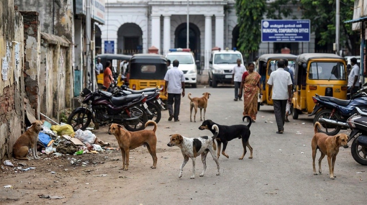 Stray dogs on an Indian street as the Madras High Court seeks reports on stray dog management and public safety